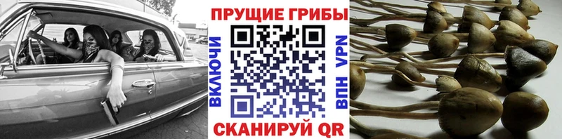 Галлюциногенные грибы Psilocybine cubensis Невинномысск